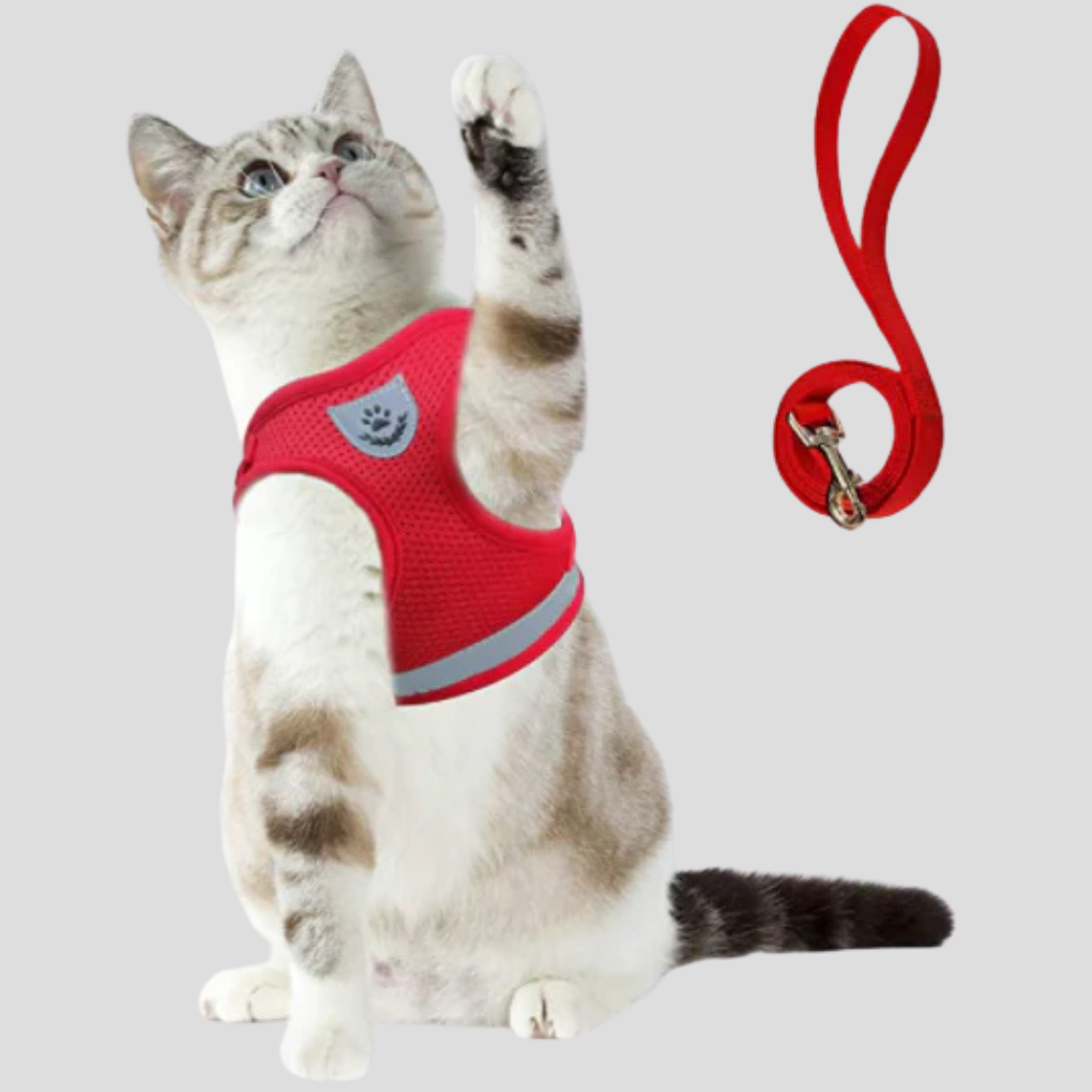 Pettorina per gatti con guinzaglio